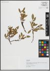 Foto von Salix alpina Scop.